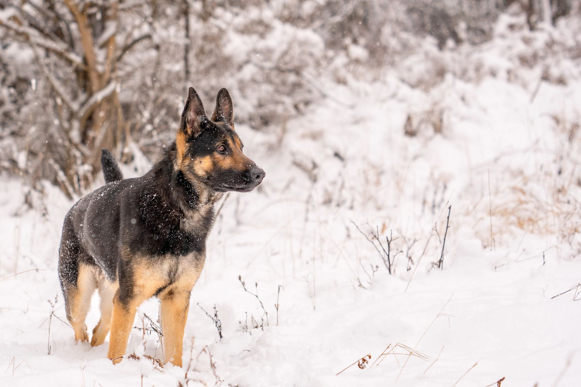 Winter pet portrait in snowy landscape